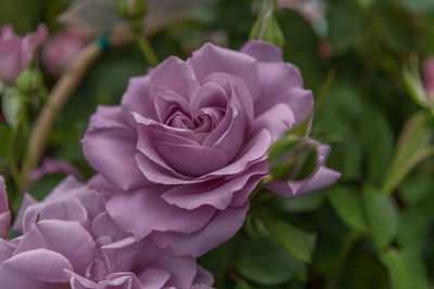 Close-up of pink rose