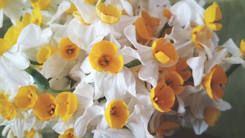 Close-up of white flower