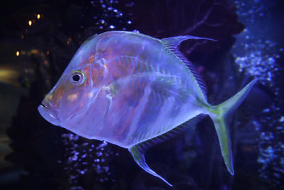 Close-up of fish swimming in aquarium