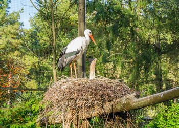 Bird perching on a tree