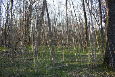 Bamboo trees in forest