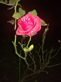 Close-up of pink rose blooming outdoors