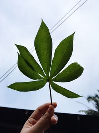 Close-up of hand holding leaves