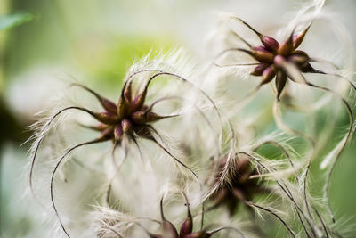 Close-up of dandelion on plant