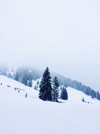 Trees on snow covered land against sky