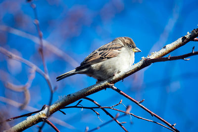 Low angle view of bird perching on branch