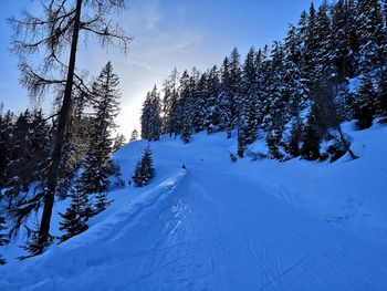 Pine trees on snow covered land against sky