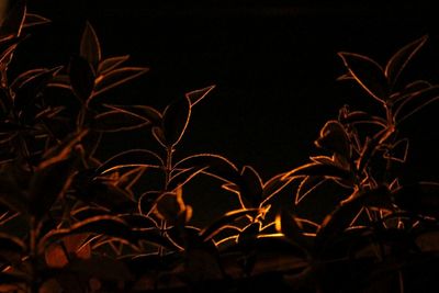 Plants growing in the dark