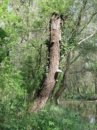 Bird on tree in forest