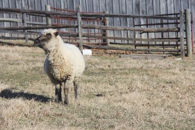 Sheep standing on field