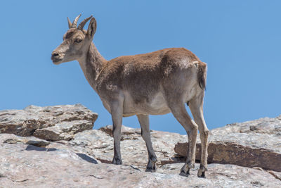 Low angle view of deer standing against clear sky
