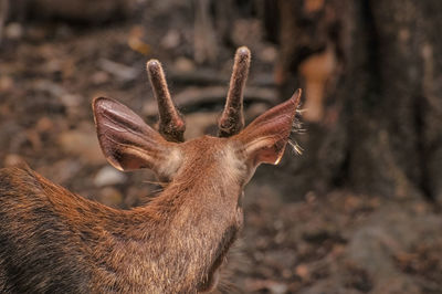 Close-up of deer on land