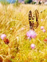 Close-up of butterfly pollinating on purple flower