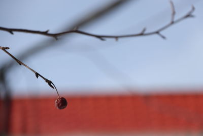 Close-up of dry fruit on tree branch