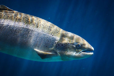 Close-up of fish swimming in sea