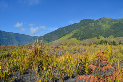 Scenic view of landscape against blue sky