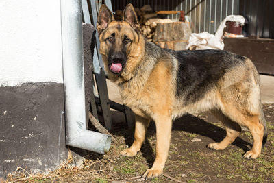 Side view of dog standing next to pipe