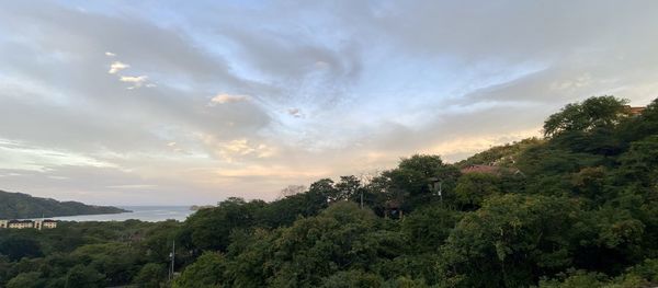 Plants and trees against sky during sunset