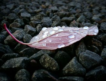 Close-up of snake on rock