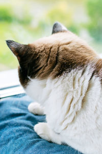 Close-up of cat lying on bed