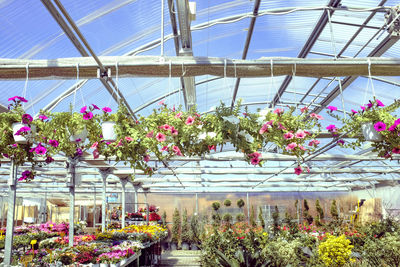 Pink flowers against blue sky