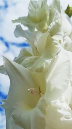 Close-up of white flowering plant