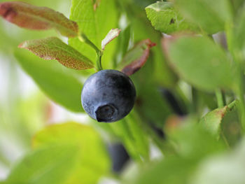 Close-up of fruit growing on tree