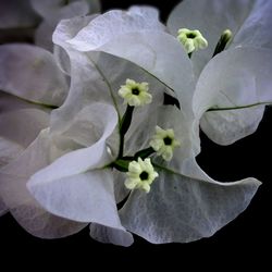Close-up of white flowers