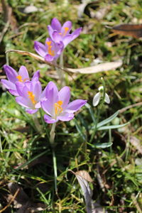 flowering plant