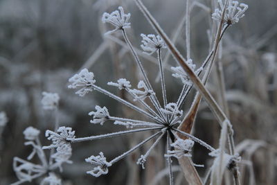 Close-up of dry plant during winter