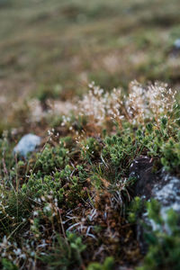 Close-up of mushroom growing on field