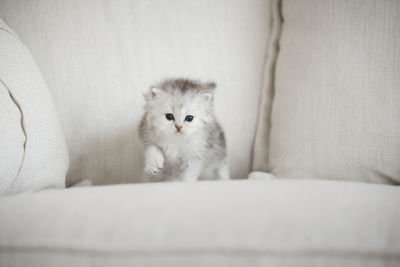 Portrait of white cat on sofa