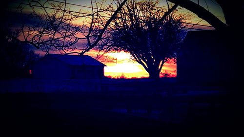 Silhouette of tree at sunset