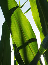 Low angle view of banana leaves growing against sky