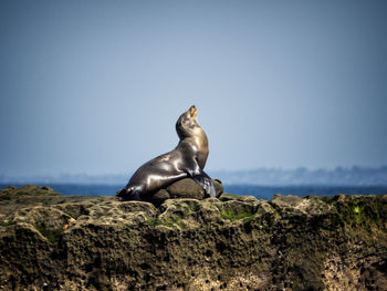 California seal posing on rock