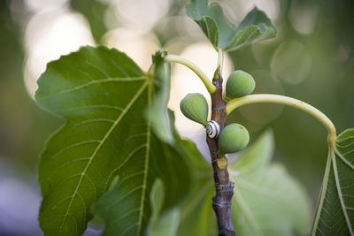 A snail on a fig tree. fruits on the tree