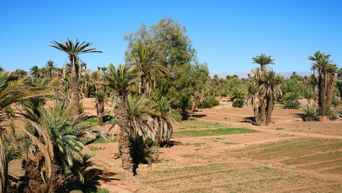 Panoramic view of palm trees on field against clear sky