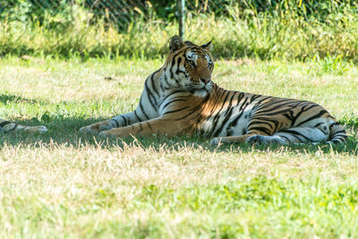 Tiger sitting on field