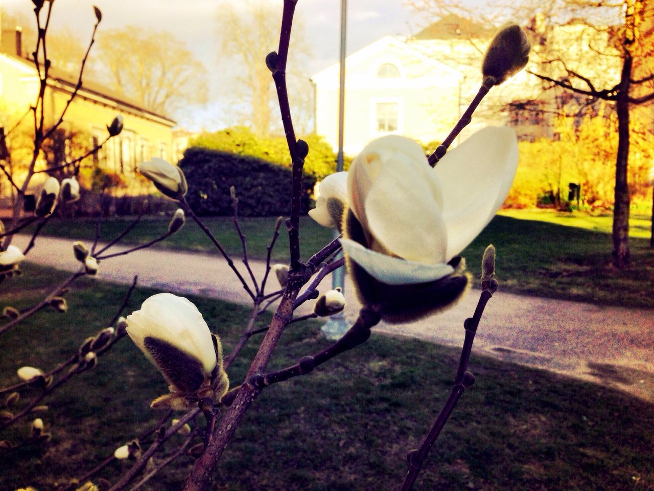 flower, tree, growth, nature, park - man made space, plant, sculpture, sunlight, field, grass, day, white color, outdoors, no people, beauty in nature, fragility, close-up, sky, fence, focus on foreground