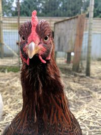 Close-up of rooster