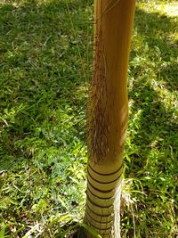 Close-up of bamboo on tree trunk in field