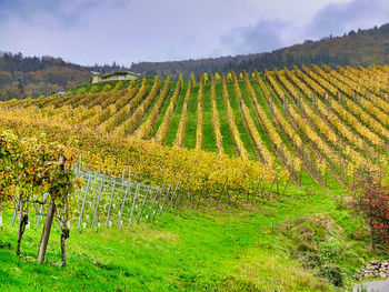 Scenic view of vineyard against sky