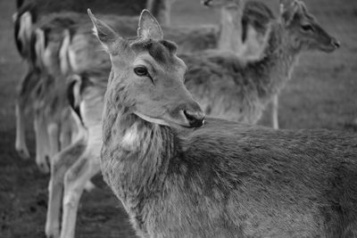 Close-up of deer on field