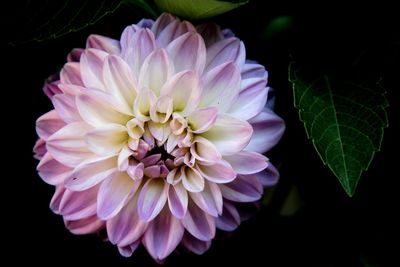 Close-up of pink flower blooming against black background