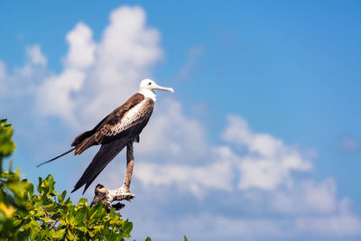 Low angle view of bird perching against blue sky