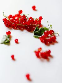 Close-up of red flowers over white background