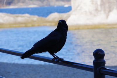 Close-up of bird perching on railing