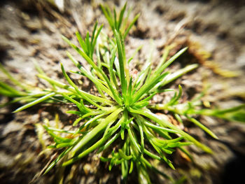 High angle view of plant growing on field