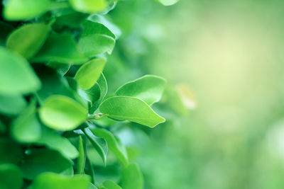 Close-up of green leaves