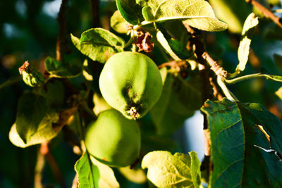 Close-up of fruit growing on plant